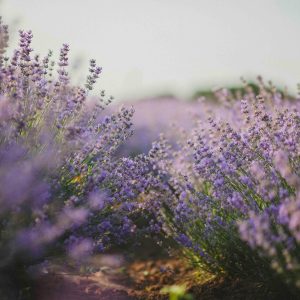 Explore the tranquil beauty of a lavender field in full bloom under the daylight.